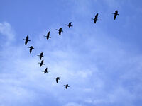 oiseaux-migrateurs